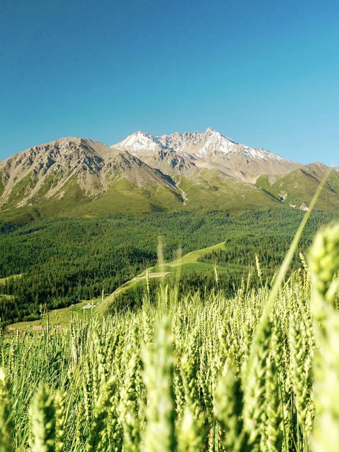 祁连卓尔山实景-3