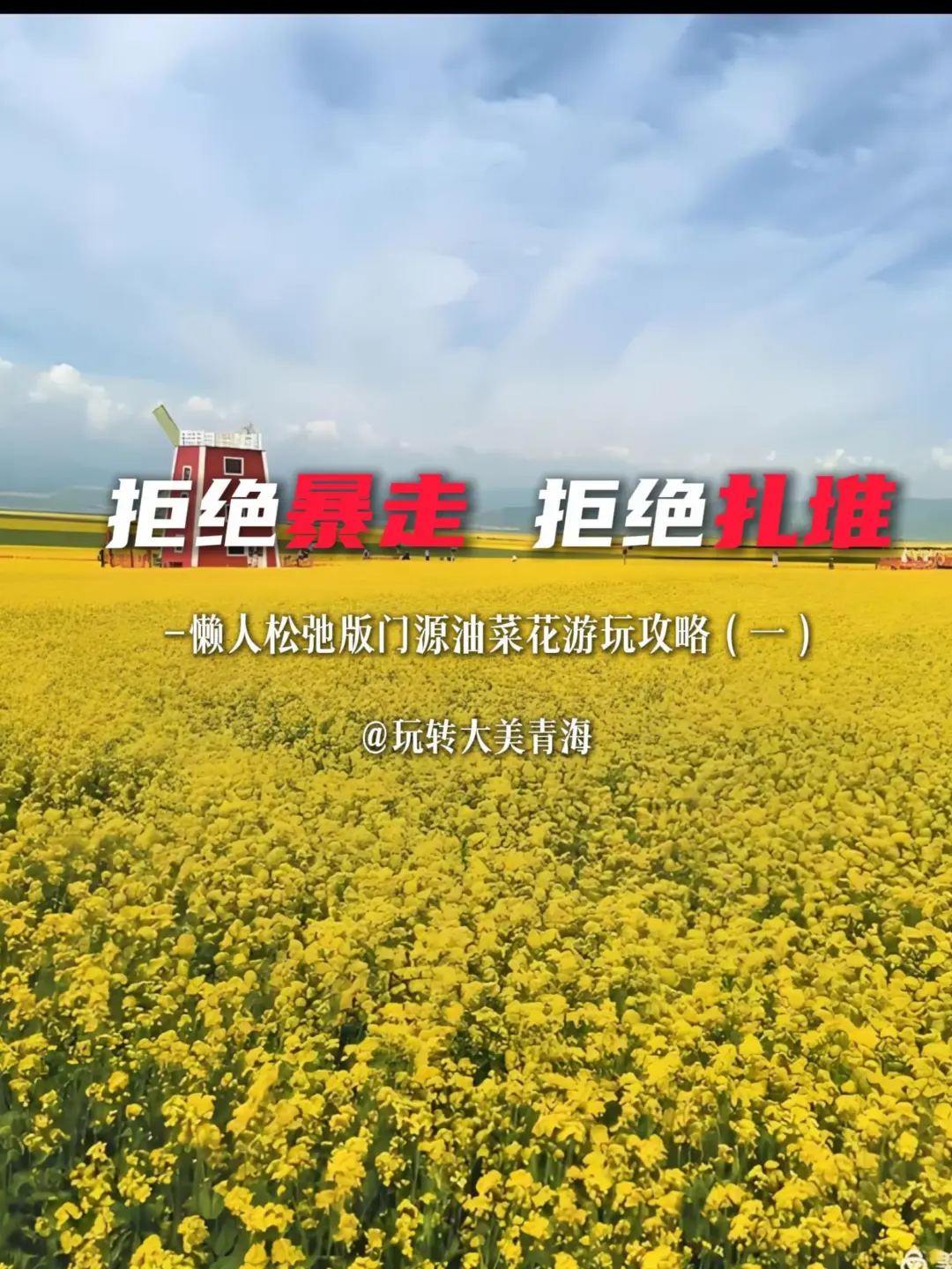 门源油菜花实景-2