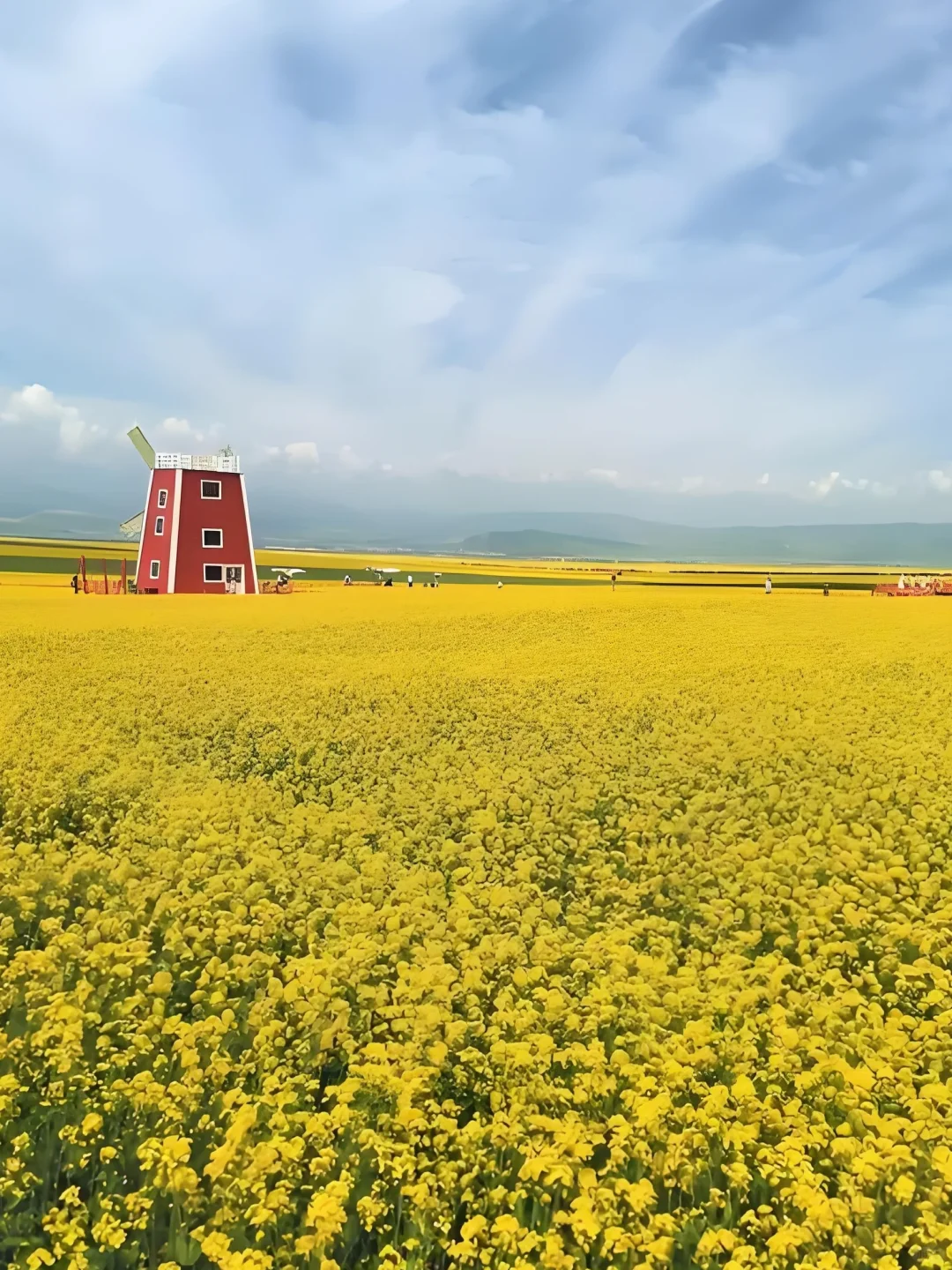 门源油菜花实景-4