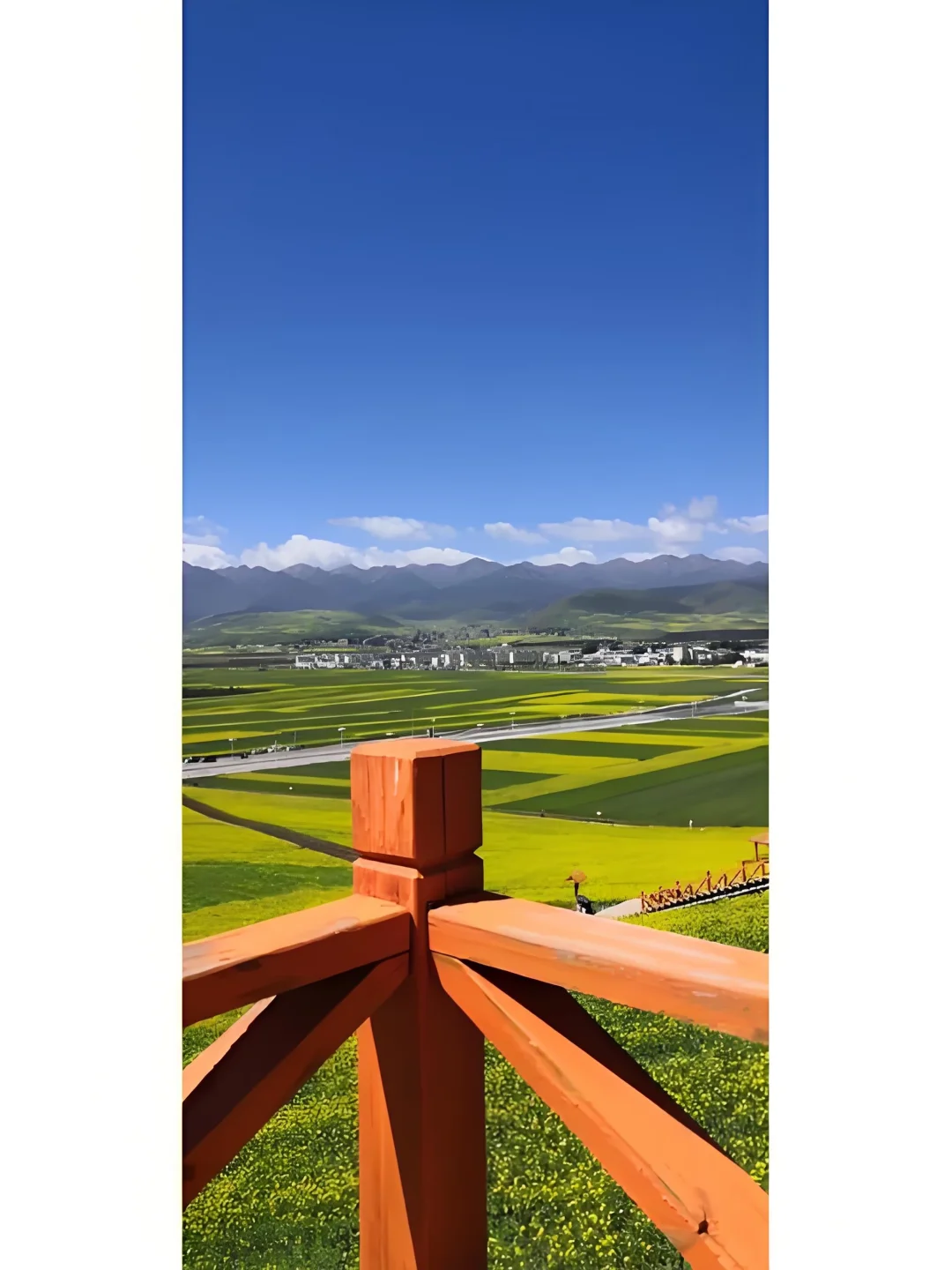 门源油菜花实景-6