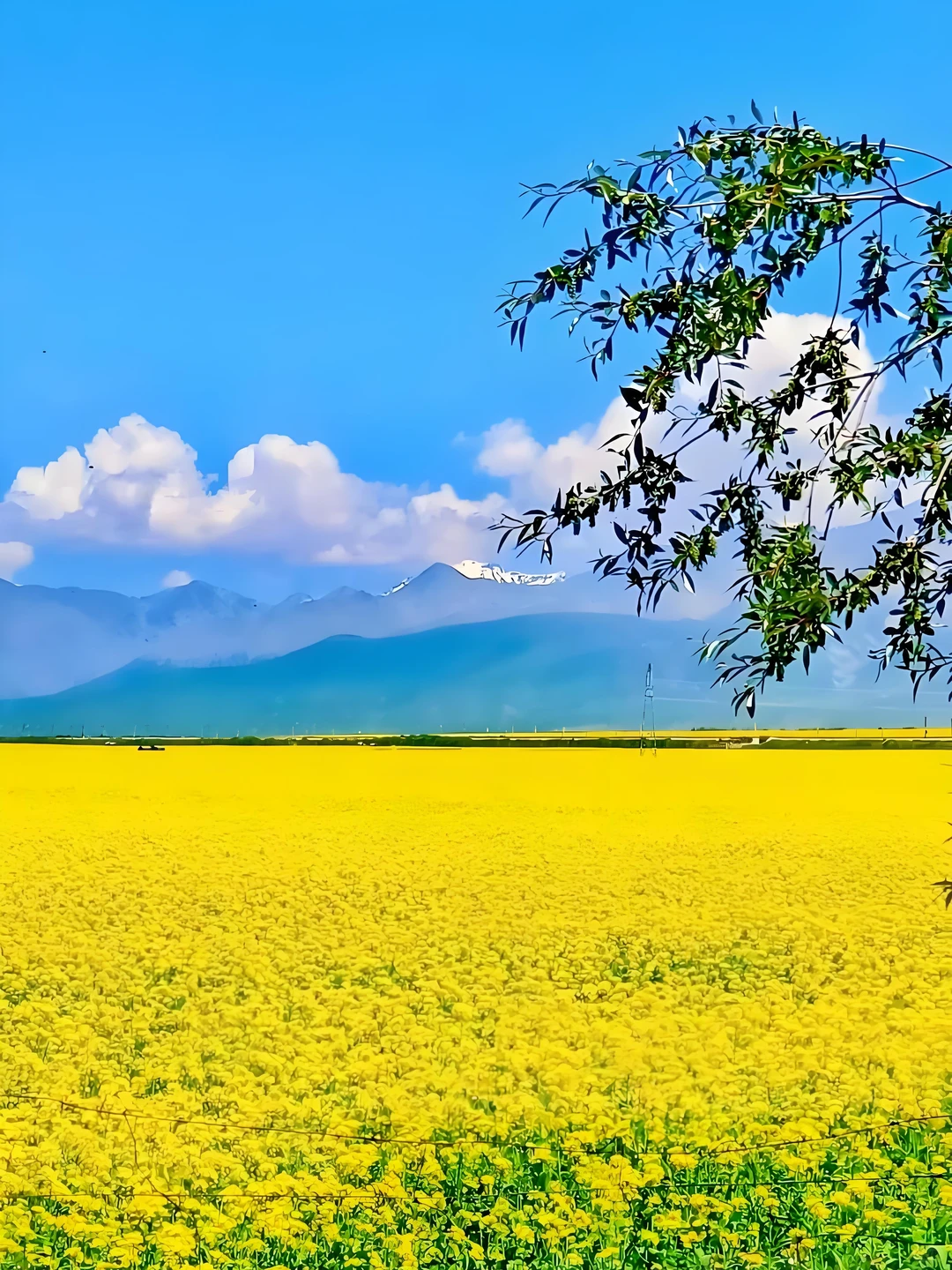门源油菜花实景-7