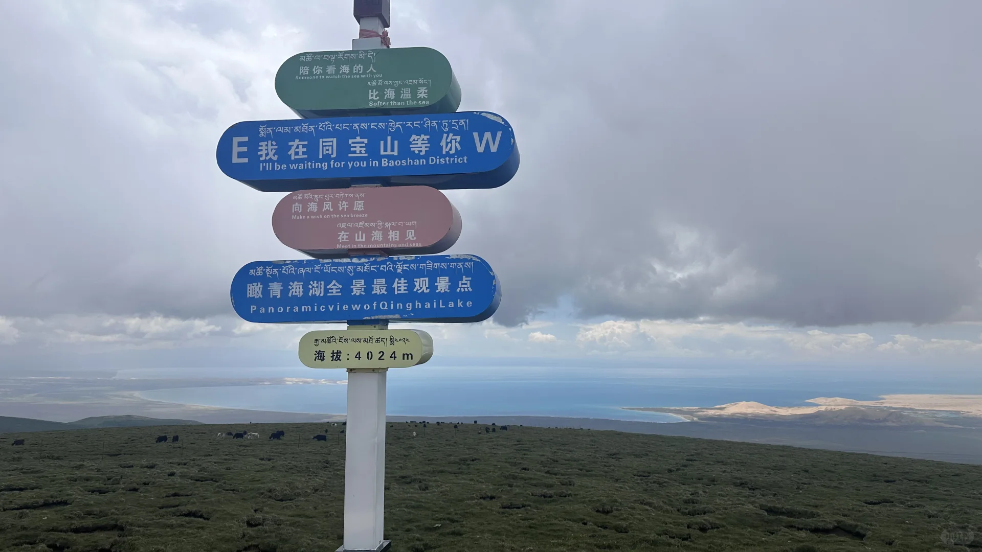 青海湖海鸥群